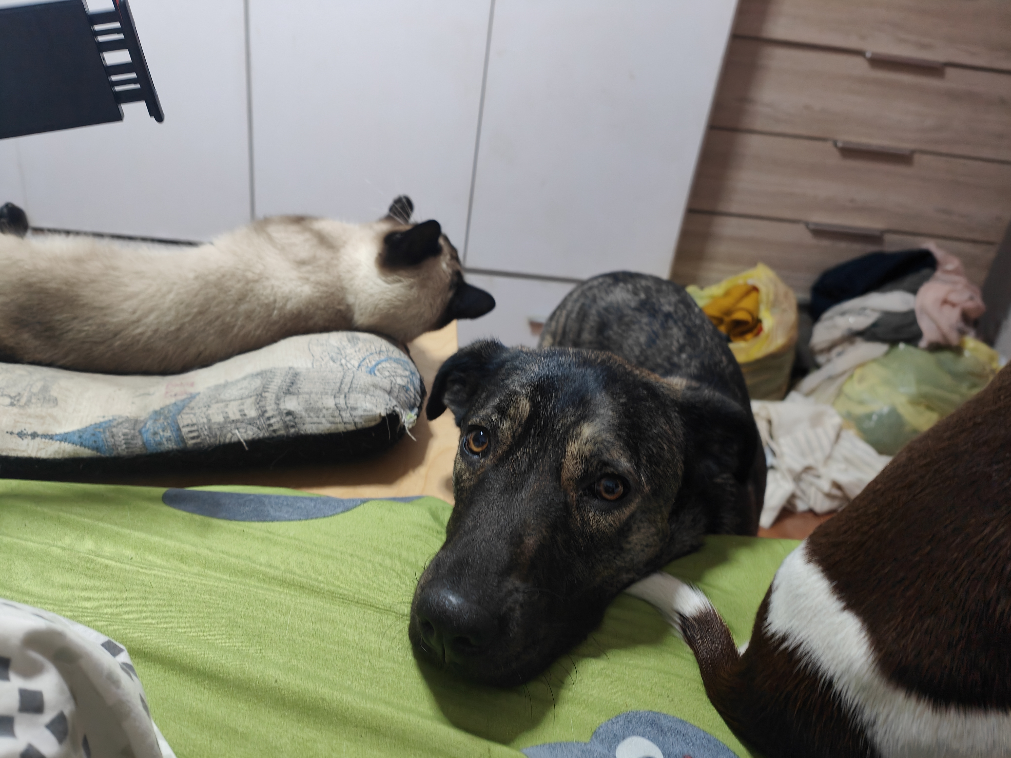 Mascota en guardería en casa